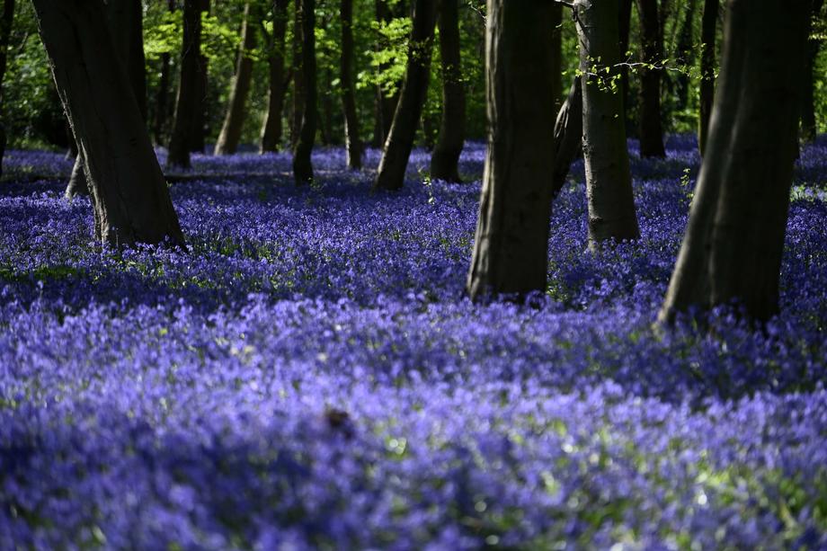 Blue Bell Flower Bengali Meaning Best Flower Site
