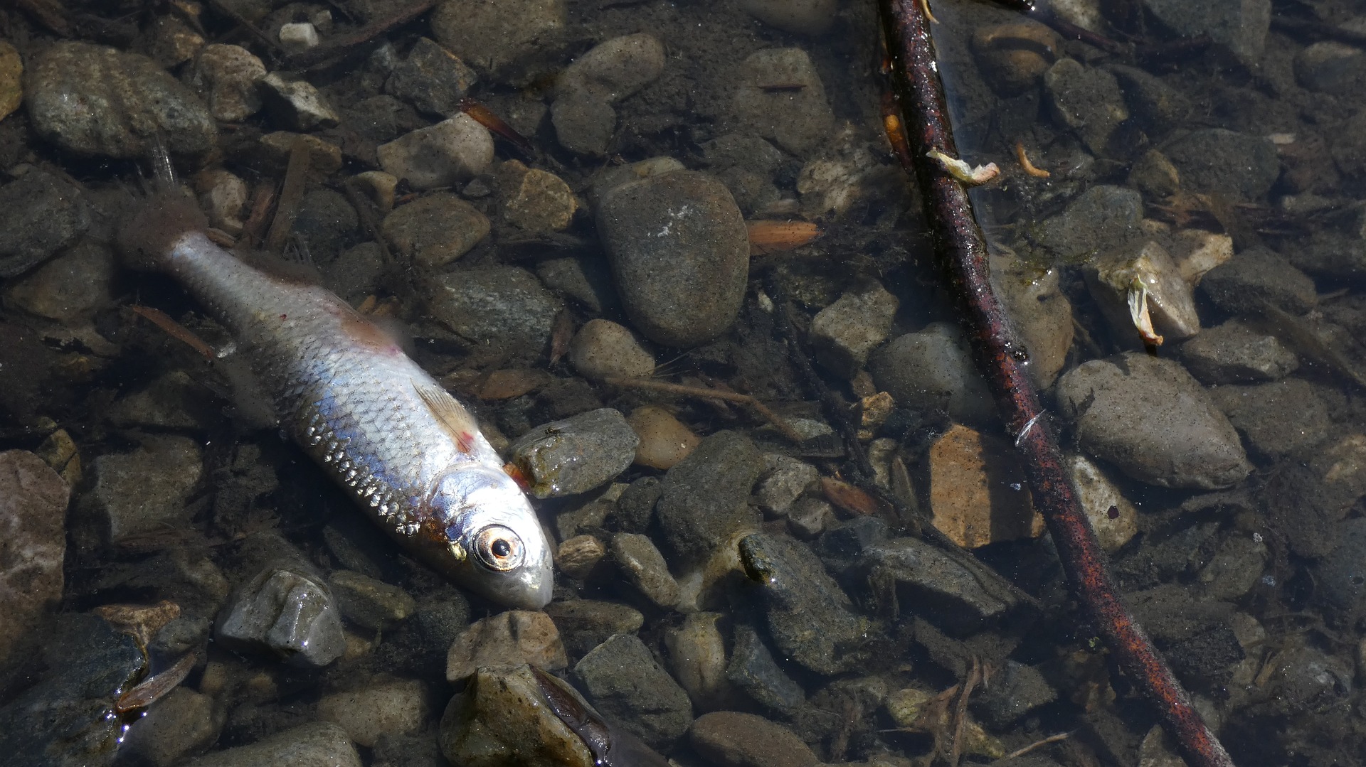 Venice faces mystery fish die-off